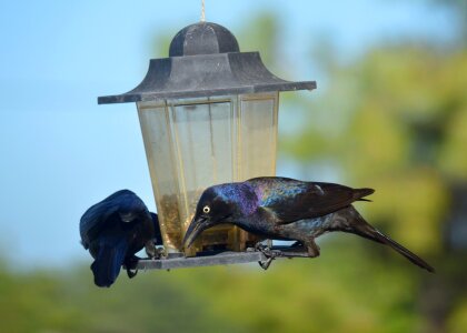 Birds crows bird feeder photo