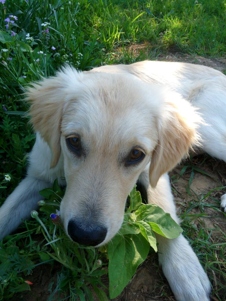 Baby dog cute