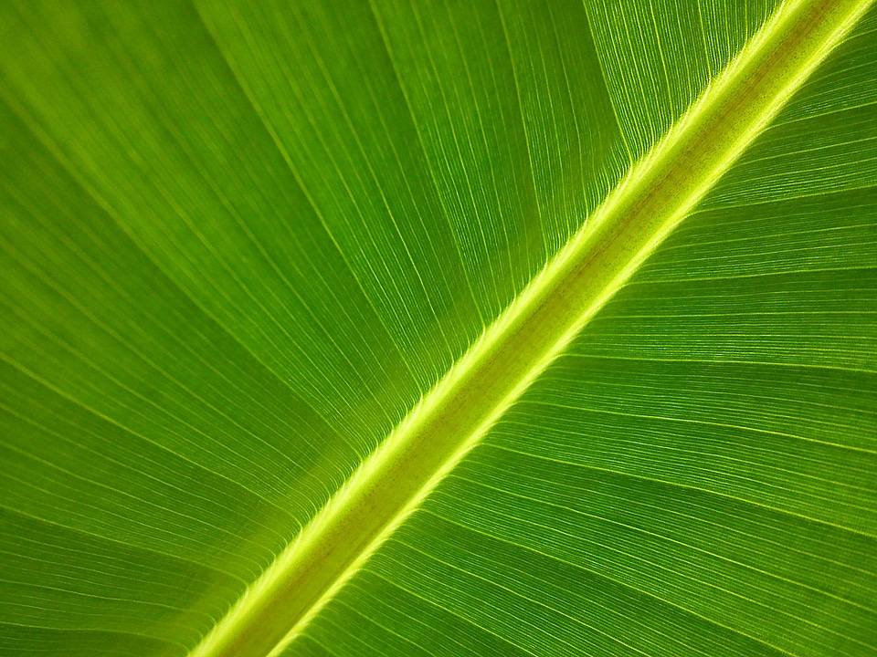 Nature green nature green tree