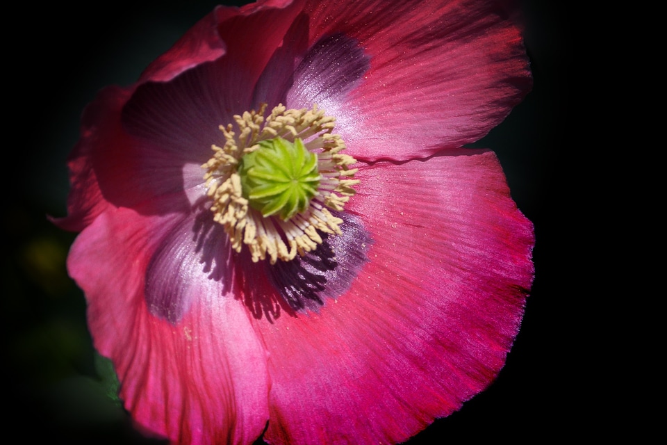 Floral petal blossom