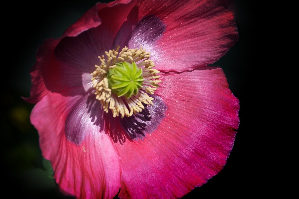 Floral petal blossom photo