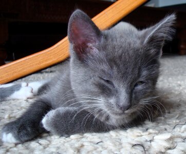 Cat young sleepy