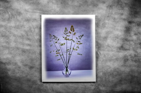 Background art plant photo