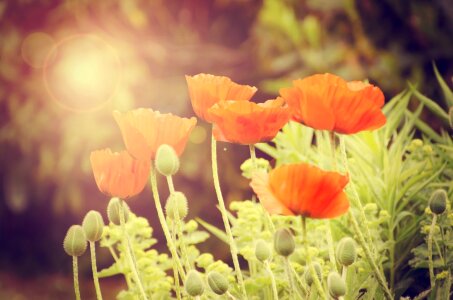 Nature spring background