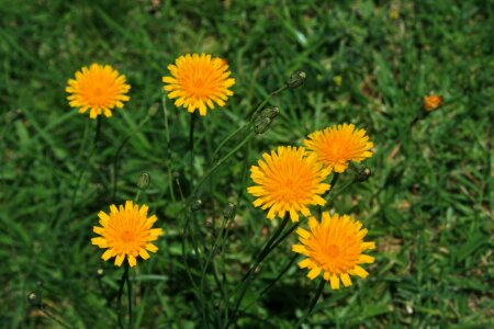 Yellow dandelion veld