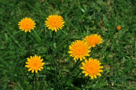 Yellow dandelion veld photo