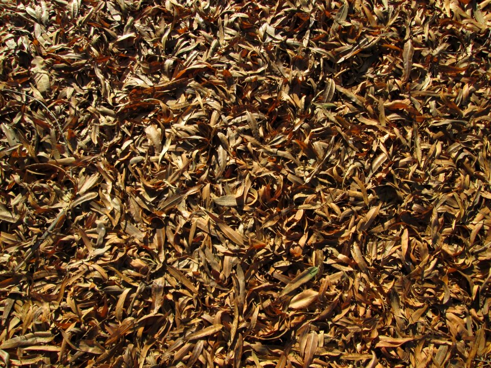 Nature vegetation ground cover