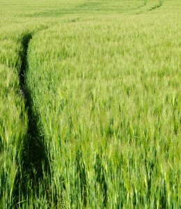 Hidden field grain photo