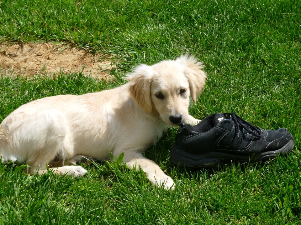Golden retriever grass