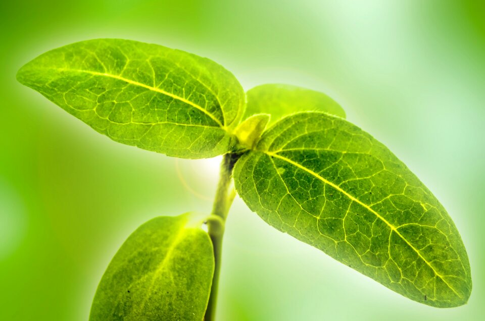Leaf green macro