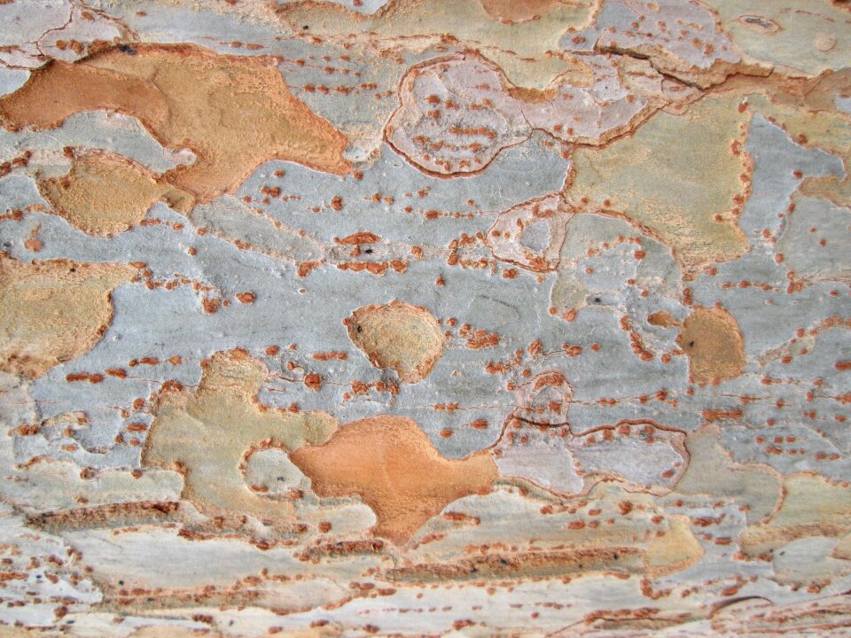 Texture nature vegetation