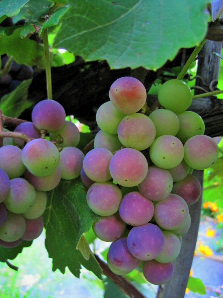 Turning purple vine fruit