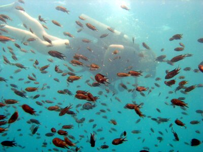 Small school diving photo