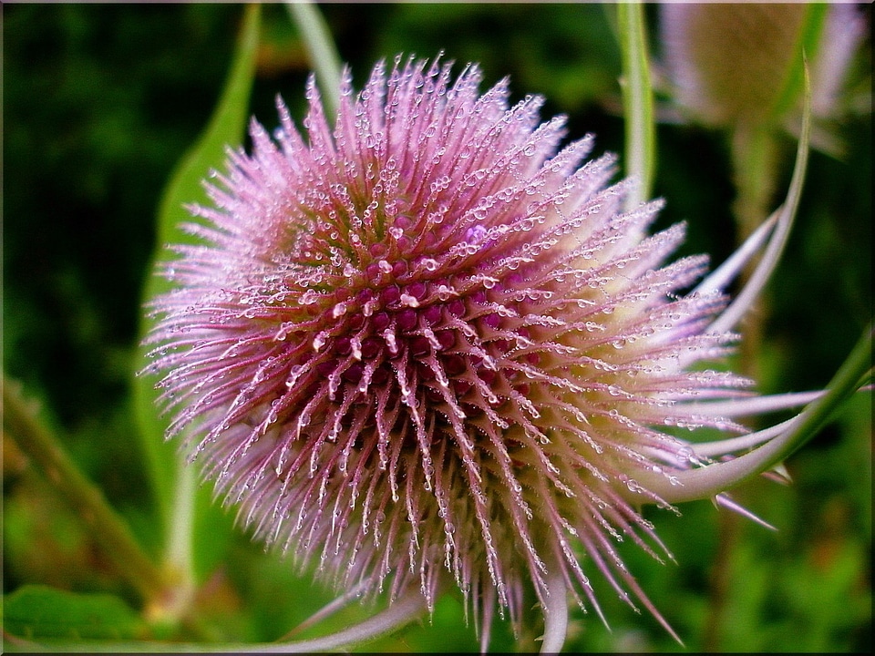 Nature summer prickly
