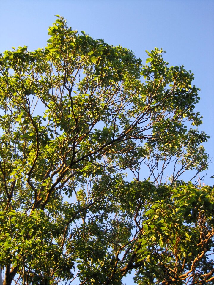 Leaves green sunlight