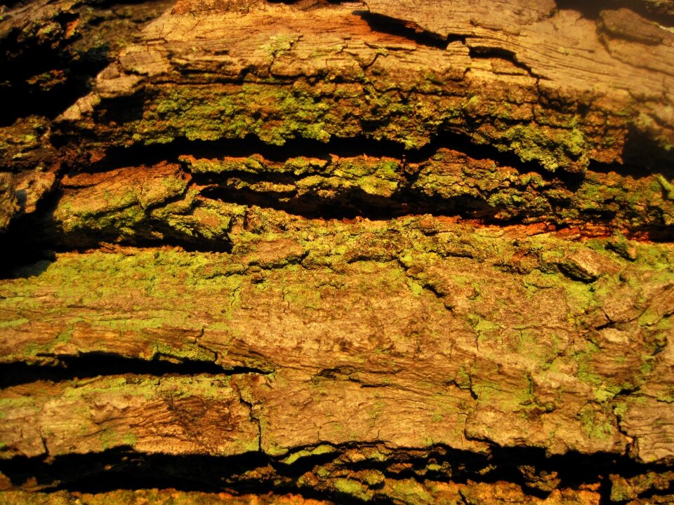 Textured cracked moss