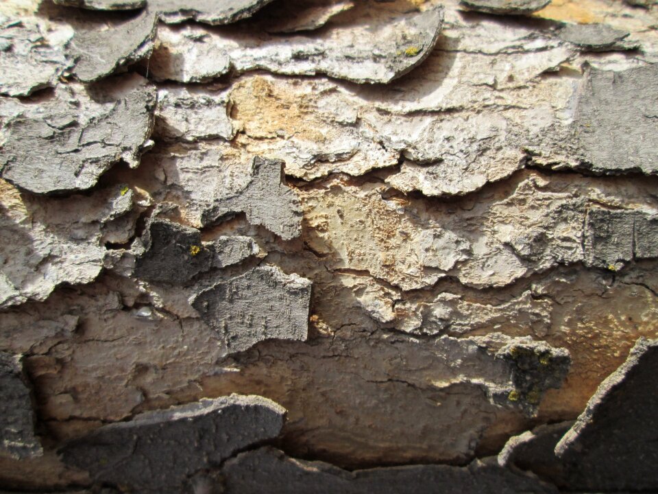 Texture nature vegetation