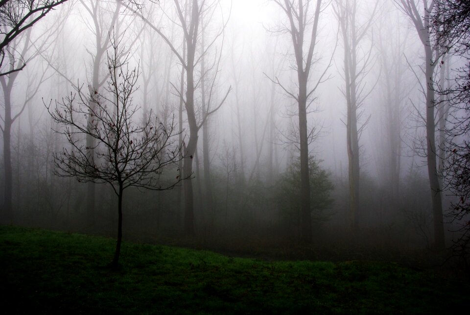 Morning wood nature