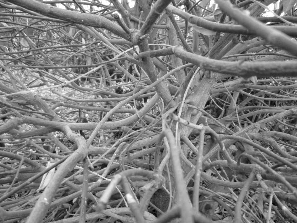 Angle nature inside