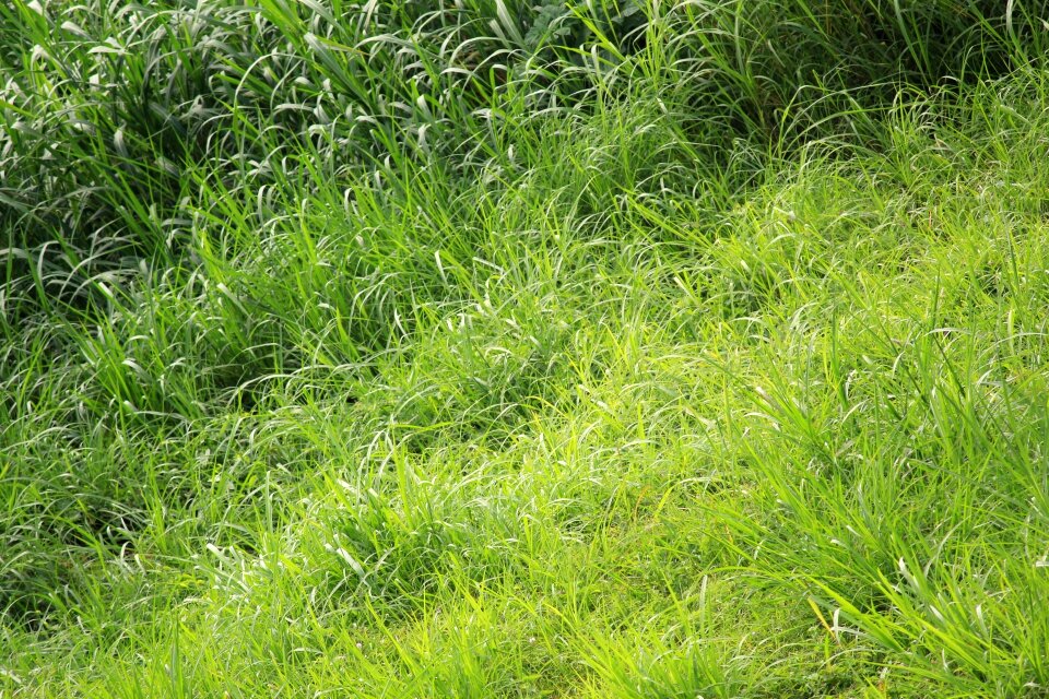 Green leaf green background