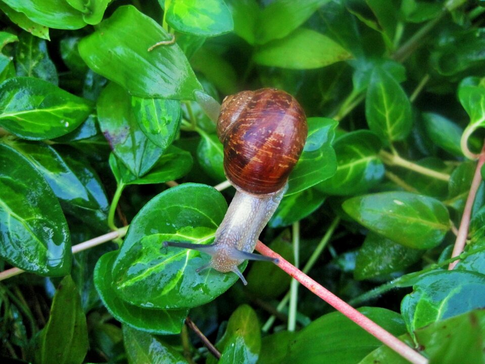 Shell brown foliage