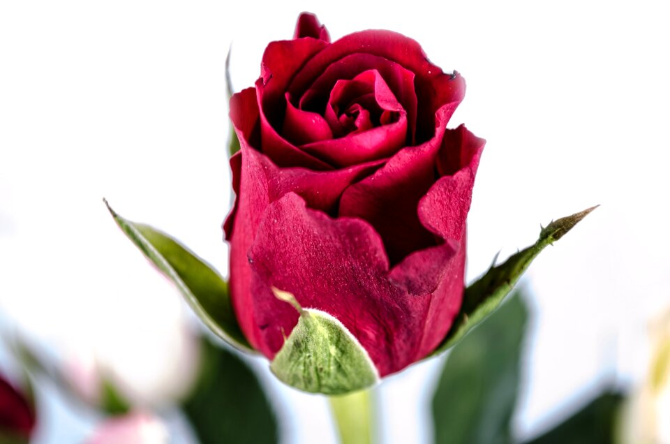 Valentine' day anniversary gift