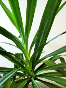 Indoors leaves long