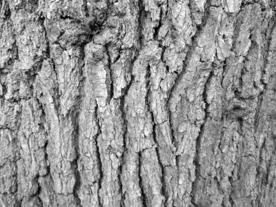 Texture nature vegetation
