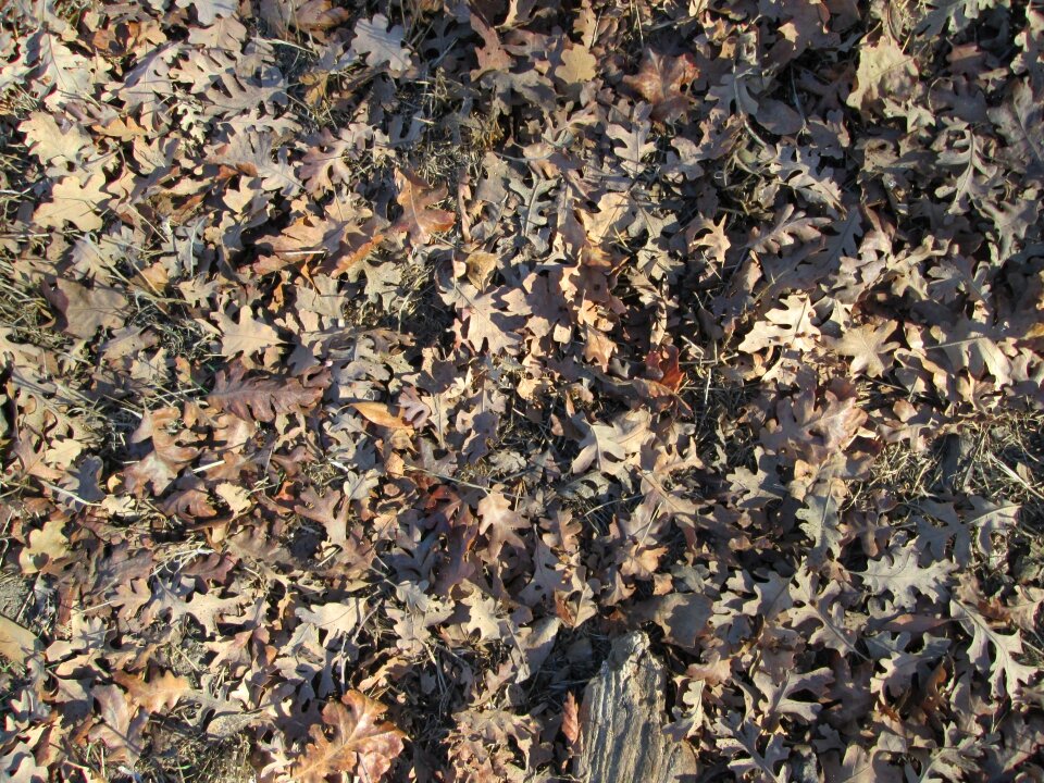 Nature vegetation ground cover
