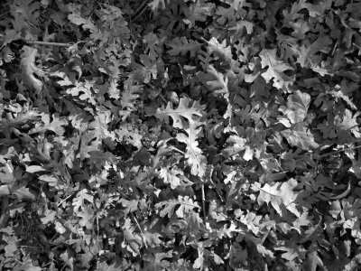 Nature vegetation ground cover