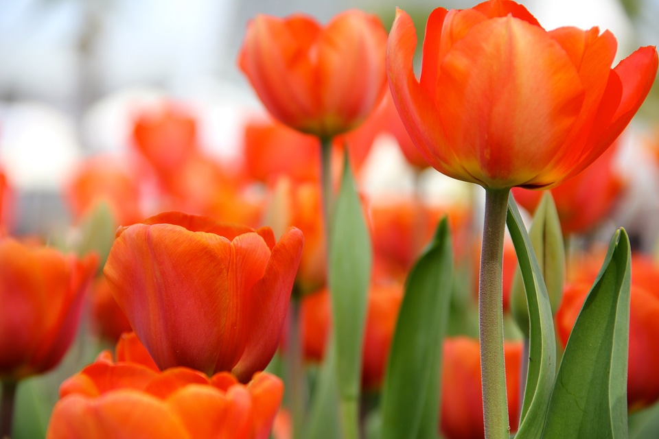 Flowers tulips spring