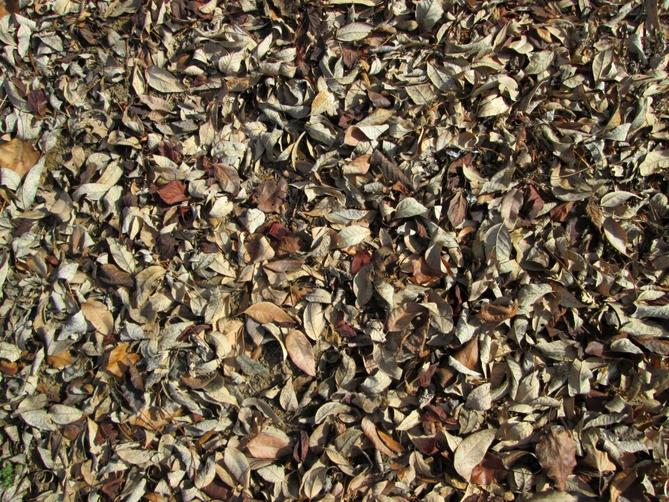Nature vegetation ground cover