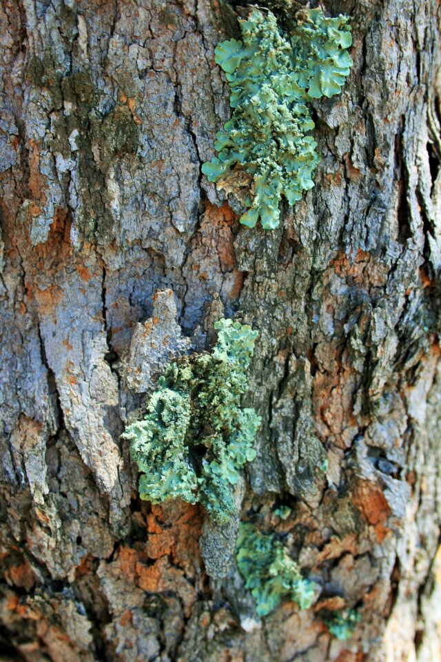 Curly green symbiosis
