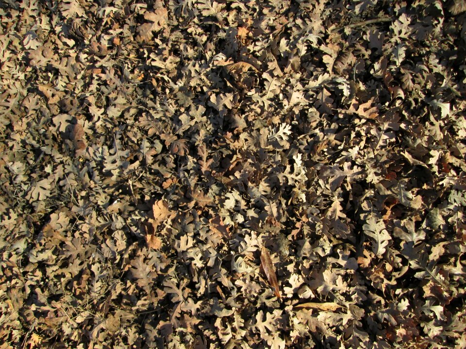 Nature vegetation ground cover