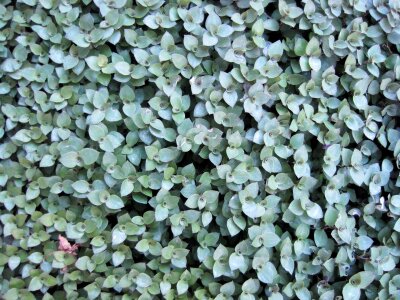 Dense thick leaves