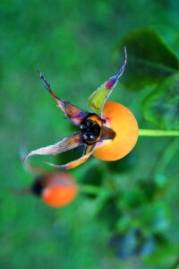 Rose orange rose apple