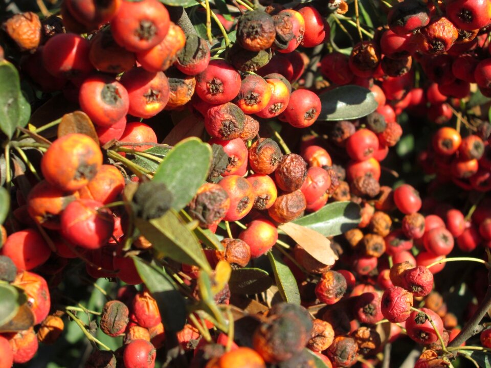 Vegetation red berries