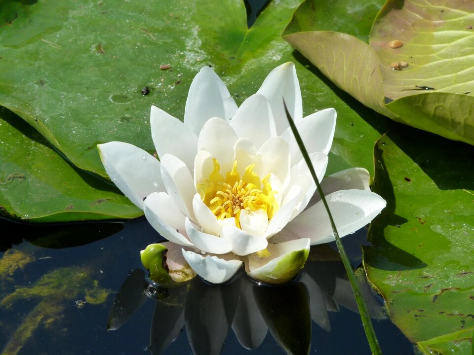 Water yellow flower pond
