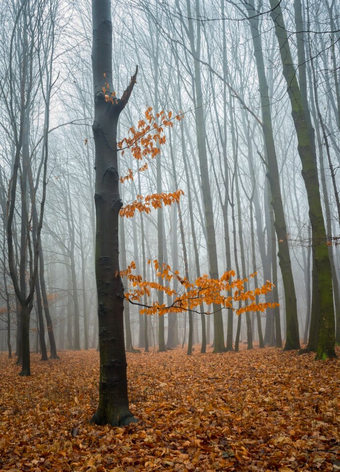 Tree winter leaves