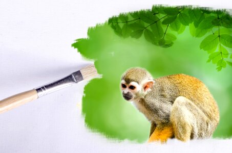 Animals animal wallpaper