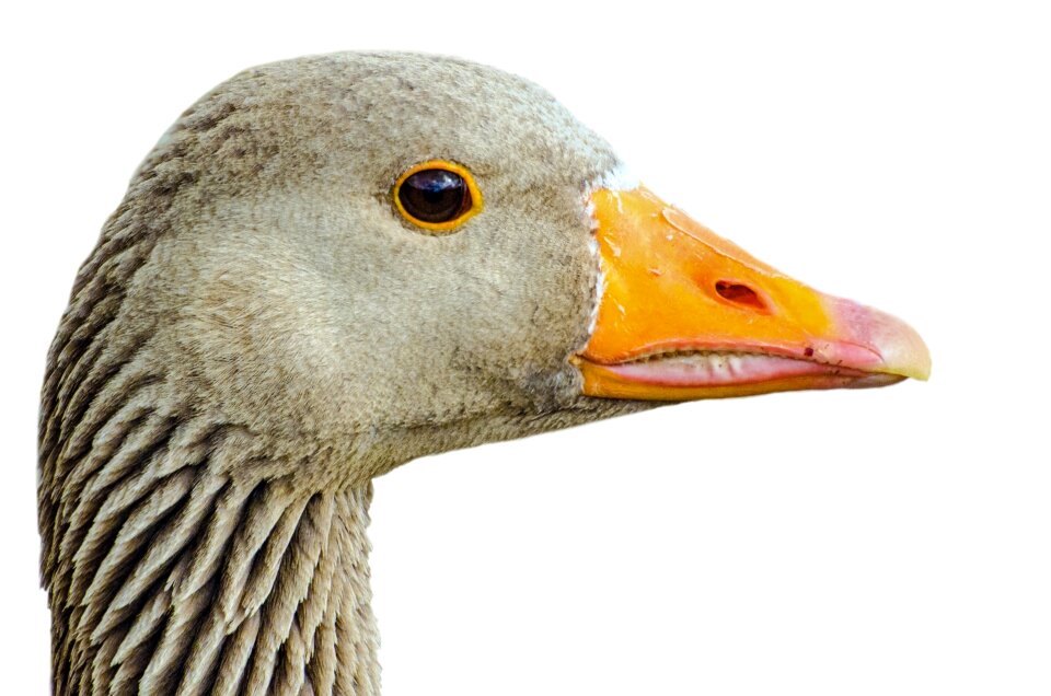 Neck agriculture white