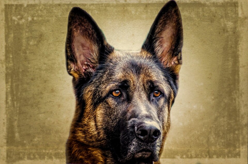 German alsatian close-up