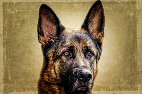 German alsatian close-up photo