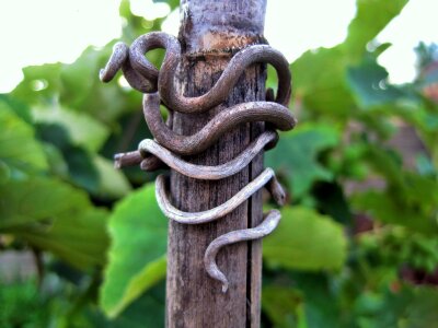 Remnant dry twisted