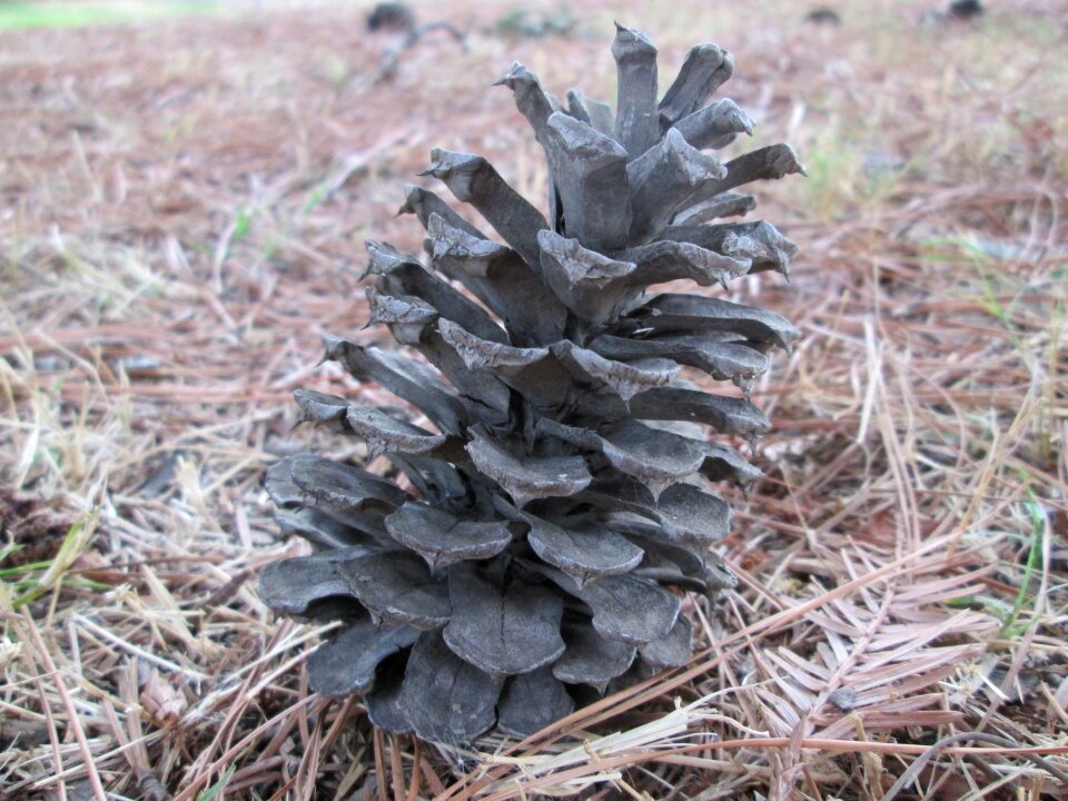 Vegetation pine pine cone