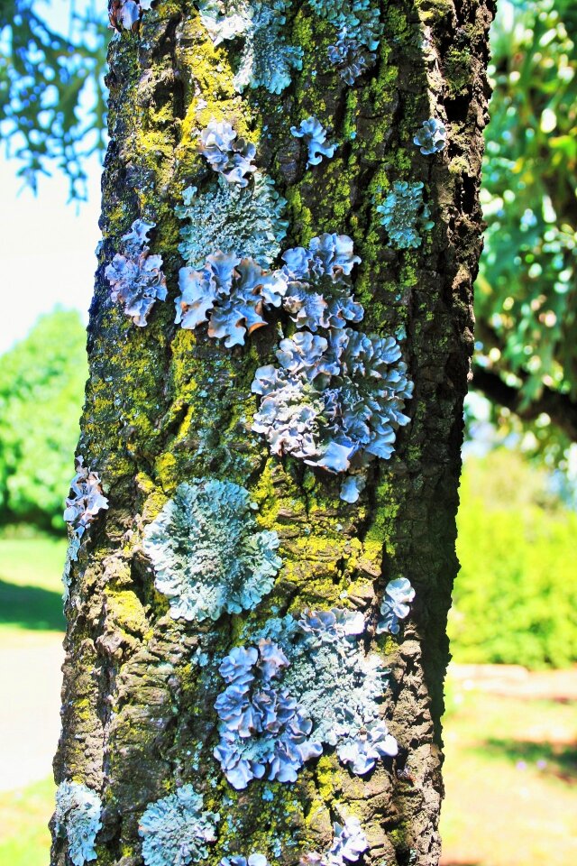 Curly symbiosis fungus