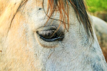 Face eye close-up