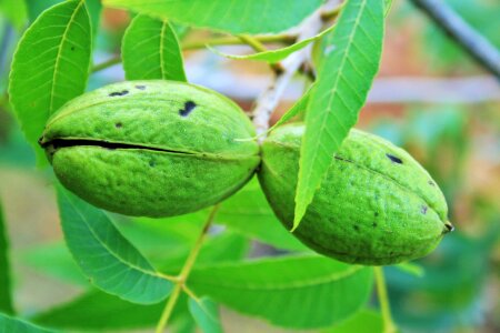 Green maturing fruit