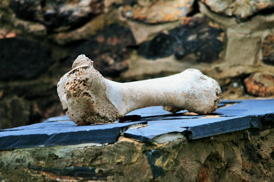 Femur bleached dog-eaten