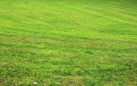 Green grass leaves tiny leaves